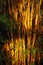 Bamboo forest in sunset light in Tayrona National Park