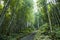 Bamboo forest in Tien Waterfall at Xin Man, Ha Giang, Vietnam