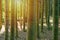 Bamboo forest trees background view. Bamboo forest background. Bamboo forrest trees