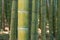 Bamboo forest trees background view. Bamboo forest background. Bamboo forrest trees