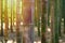 Bamboo forest trees background view. Bamboo forest background. Bamboo forrest trees