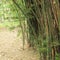 Bamboo forest. Trees inside tropical jungle