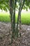 Bamboo forest, trunks of large bamboo.