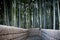 Bamboo forest walkway in Kyoto Japan