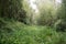 Bamboo forest zone in the Aberdare Ranges on the flanks of Mount Kenya