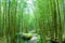 Bamboo forests