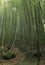 bamboo forests