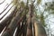 Bamboo forests grow beautifully in city wallpaper background leaves