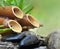 Bamboo fountain with water flowing on black stones on green background