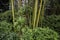 Bamboo garden