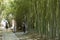 Bamboo garden in Shanghai, China