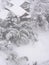 Bamboo garden under the snow