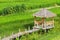 The bamboo gazebo among paddy field