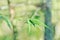 Bamboo, GRAMINEAE or  POACEAE or Bambusa arundinacea Willd or .Thorn Bamboo or Spiny Bamboo or .Bambusa vulgaris schrad or .