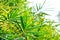Bamboo, GRAMINEAE or POACEAE or Bambusa arundinacea Willd or Thorn Bamboo or Spiny Bamboo or Bambusa vulgaris schrad or Feathery