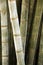 Bamboo Grass Garden Nature Background