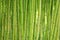 Bamboo Grass Stalk Plants Stems in Dense Grove