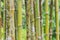 Bamboo green canes