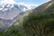 Bamboo green canopy in high-altitude jungles at Peruvian Andes with cloud-covered mountains, Peru