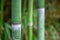 Bamboo green forest background