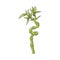 Bamboo green stalk with leaves in sketch style.