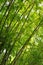 Bamboo grove