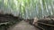 Bamboo grove Arashiyama