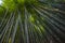 Bamboo grove in Arashiyama, Kyoto, Japan