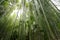 Bamboo grove, bamboo forest at Arashiyama, Kyoto