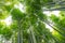 Bamboo grove, bamboo forest at Arashiyama, Kyoto, Japan