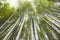 Bamboo grove, bamboo forest at Arashiyama, Kyoto, Japan