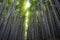 Bamboo Grove, bamboo forest, Kyoto, Japan. Huge Bamboo in Arashiyama, Kyoto, Japan.