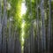 Bamboo Grove, bamboo forest trunks, Kyoto, Japan. Huge Bamboo in Arashiyama, Kyoto, Japan.