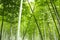 Bamboo grove in China