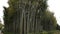 Bamboo grove in city botanical garden, green nature, urban ecology, environment