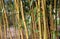 Bamboo Grove close-up