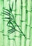 Bamboo grove on green colored paper