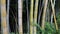 Bamboo Grove. High Stems of Green Bamboo Growing in Exotic Forest.