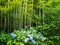 Bamboo grove and Hydrangeas