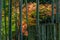 Bamboo grove at Japanese garden in autumn, Japan