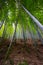 Bamboo Grove in May-Phyllostachys spp.