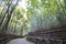 Bamboo Grove panorama in Arashiyama, Kyoto, Japan