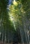 Bamboo grove path in the winter morning in Arashiyama, Kyoto