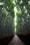 Bamboo grove path in the winter morning in Arashiyama, Kyoto