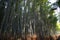 Bamboo grove path in the winter morning in Arashiyama, Kyoto