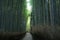 Bamboo grove path in the winter morning in Arashiyama, Kyoto