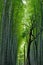 Bamboo groves at Arashiyama ,Kyoto, Japan.