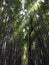 Bamboo Groves in Arashiyama near Kyoto Japan