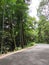 Bamboo groves by the road