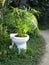 Bamboo growing form toilet at Lamma Island HK